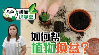 【Baba种植小学堂】难道你还不知道不伤植物的换盆方法?! 悄悄让你在1分钟学会换盆，植物再也不伤根 | 换盆教学