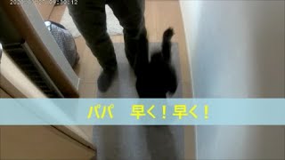 トイプードルとポメラニアンのMix犬/ポメプーお散歩行く準備の風景/犬と暮らす日常♪