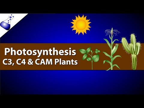 Photosynthesis: Comparing C3, C4 and CAM Photosynthesis: Comparing C3, C4 and CAM