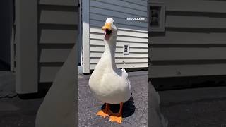 প্যাক প্যাক 🪿🪿Quack, quack (cute duck) #shorts