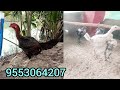 పెరు ఒరిజినల్ పిల్లలు సేల్ 25పిల్లలు super video srinu phirangipuram 9542131141