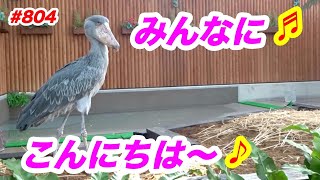 みんなにこんにちは〜💖hello★掛川花鳥園★#ハシビロコウふたば★No.804★shoebill Futaba