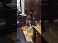 ムーンウォークする犬