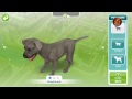 Sims Freeplay pet cheat!!! Sims Freeplay pet cheat!!!
