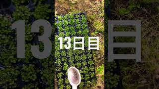 藍の種まき　13日目　#あたしは藍染めがしたい #街ブラ　#食べ歩き　#いも　#薄い芋　#いもパリパリ食べたい　#ゴールデンウィーク　#gw