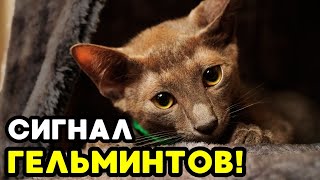 Если твой кот делает ЭТО — у него могут быть ГЛИСТЫ!