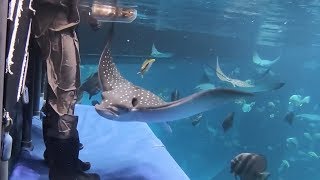 Feeding Our Spotted Eagle Rays!