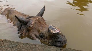 鼻を鳴らすインドサイ （多摩動物公園）Rhinoceros ring the nose