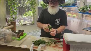 241008 Peggy Martin Rose Propagation