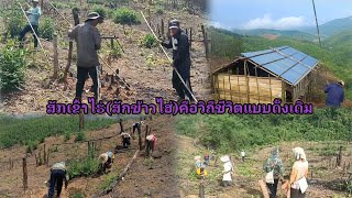 สักข้าวไร่(การปลูกข้าวไร่บนดอย)🇱🇦💙🇹🇭Rice cultivation on the hills of the Geummu tribe