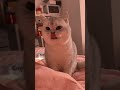 发现一只可爱猫咪 可爱猫咪 cutecat cat