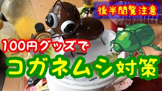 【大量捕獲】コガネムシホイホイの作り方（１00円ダイソーグッズで対策）