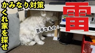 カミナリが嫌いなミニチュアシュナウザー