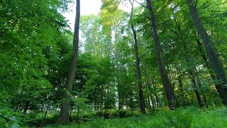 Gęsty, zielony las, pełen paproci. A dense, green forest, full of ferns.