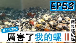 『魚夫日記』EP53【厲害了我的螺II】│蘋果螺紀錄│孔雀魚 球魚 小金魚 金磚 斑馬魚 雙劍