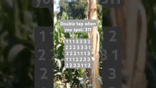 Observation Visual Test: 5 Seconds ForYou To Spot 311. Try Your Skills! #search #puzzle #shorts