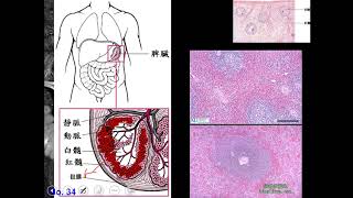 10802高三選修生物ch10 2 12第三道防線 次級淋巴組織三書