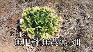 自然農の畑　２月の無肥料無農薬の畑　Natural farming field February fertilizer-free and pesticide-free field