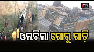 Container truck carrying cattle met with an accident: 3 People, 15 cattle dead | Odisha Reporter