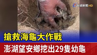 搶救海龜大作戰 澎湖望安鄉挖出29隻幼龜