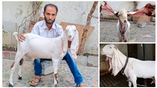 8007275555 | Gulabi Hyderabadi Male Female kids at A.k goat farm Harsul Aurangabad Maharashtra