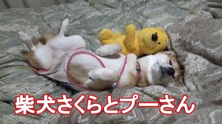 柴犬さくら、お気に入りのプーさんとお昼寝中。寂しがり屋の飼い主に起こされても、優しく対応。