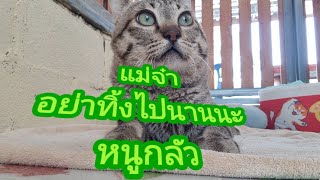 แม่จ๋าอย่าทิ้งวิเศษนานนะหนูกลัว#แมว #cat #แมวน่ารัก