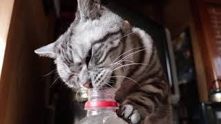 特大ペットボトルからお水を飲む猫。その２