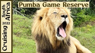 Pumba Private Game Reserve | White Lions! | Port Elizabeth, South Africa