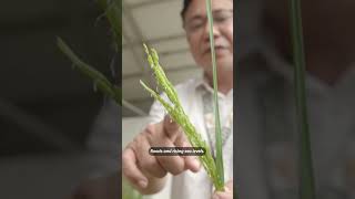 Philippines scientists develop climate-resistant rice