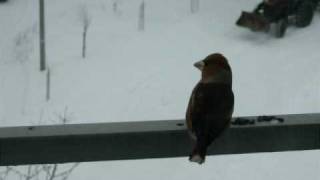 Hawfinch