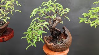 พาชมโครงสร้างบอนไซมะขาม 1ปี vs 4-5ปีครับ / Temarind bonsai 1 year vs 4-5 years