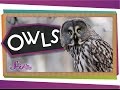 Who Knew? Amazing Owl Facts!