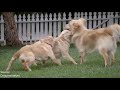 golden retriever vs. border collie which should you get