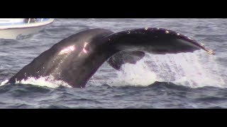 11.9.17 Humpback Whales #Monterey #Adventure #Travel