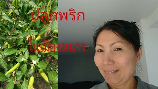 วิธีปลูกพริกไทย, ในต่างแดน, ให้ใด้ผล​, และดก, คนไทยในต่างแดน kesorn สาว​อุดร