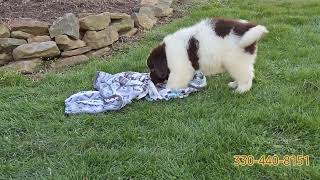 Izzi, cute newfoundland