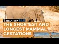 BRITANNICA FILE: The shortest and longest mammal pregnancies | Encyclopaedia Britannica