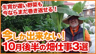 10月後半がラストチャンス！家庭菜園で秋冬野菜の栽培をするなら今！10月実施する作業・収穫野菜などの畑仕事を徹底解説【農園ライフ】