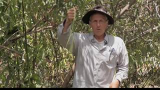 The Willow Tree And Its Many Uses