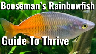 Boesemans Rainbowfish In The Home Aquarium #tropicalfish #aquarium #fishtank #plantedtank #howto