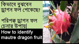 কিভাবে বুঝবেন ড্রাগন ফল পেকেছে ? গাছ পাকা ড্রাগন ফল চেনার উপায়। How to identify mature dragon fruit