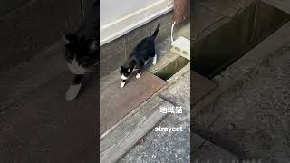 地域猫はちわれの日常