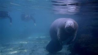 Manatees: Still Endangered or Just Threatened?