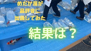 めだか屋が錦鯉の品評会に出してみた結果は？