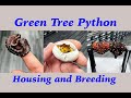 Green Tree Python Breeding and Housing