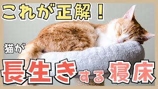 【飼い主必見】猫が長生きする寝床の条件４つ