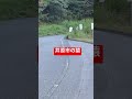 岡山県井原市の猿