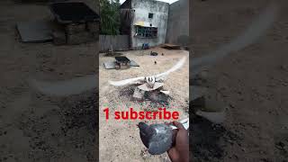 #pigeon#birds#kabutor#birds#kabutor#kabootar#viralshort#trindinge#birds#pigeontarinding#kabutor#kabu