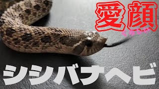 【シシバナヘビ】カワイイお顔